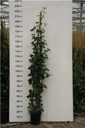 Großblättriger irischer Efeu - Hedera helix hibernica