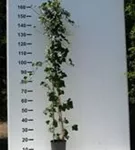 Großblättriger irischer Efeu - Hedera helix hibernica