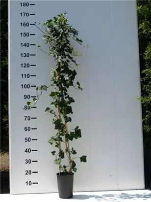 Großblättriger irischer Efeu - Hedera helix hibernica