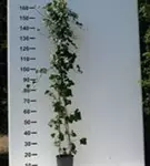 Großblättriger irischer Efeu - Hedera helix hibernica