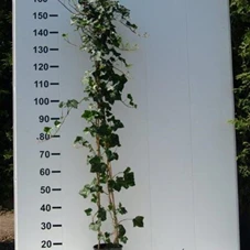 Hedera helix hibernica, C 3 gestäbt 150-