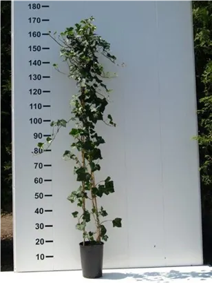 Großblättriger irischer Efeu - Hedera helix hibernica