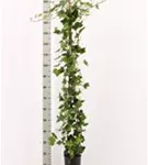 Großblättriger irischer Efeu - Hedera helix hibernica