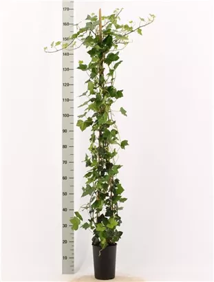 Großblättriger irischer Efeu - Hedera helix hibernica