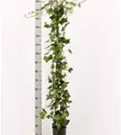 Großblättriger irischer Efeu - Hedera helix hibernica
