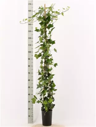 Großblättriger irischer Efeu - Hedera helix hibernica