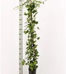 Großblättriger irischer Efeu - Hedera helix hibernica