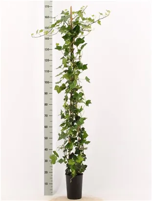 Großblättriger irischer Efeu - Hedera helix hibernica