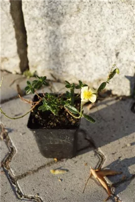 Garten-Sonnenröschen - Helianthemum x cult.'Elfenbeinglanz'