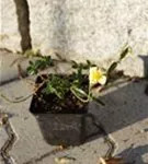 Garten-Sonnenröschen - Helianthemum x cult.'Elfenbeinglanz'