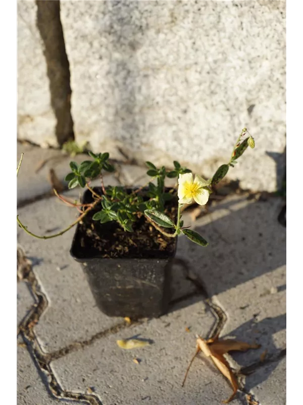 Garten-Sonnenröschen - Helianthemum x cult.'Elfenbeinglanz'