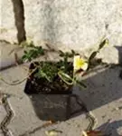 Garten-Sonnenröschen - Helianthemum x cult.'Elfenbeinglanz'