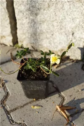 Garten-Sonnenröschen - Helianthemum x cult.'Elfenbeinglanz'