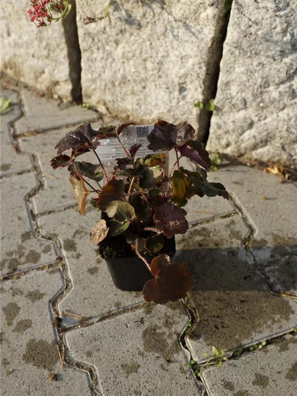 Garten-Silberglöckchen - Heuchera micrantha 'Palace Purple'
