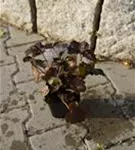 Garten-Silberglöckchen - Heuchera micrantha 'Palace Purple'