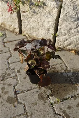 Garten-Silberglöckchen - Heuchera micrantha 'Palace Purple'