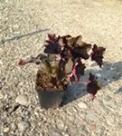 Garten-Silberglöckchen - Heuchera micrantha 'Palace Purple'