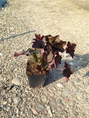 Garten-Silberglöckchen - Heuchera micrantha 'Palace Purple'