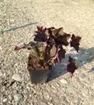 Garten-Silberglöckchen - Heuchera micrantha 'Palace Purple'