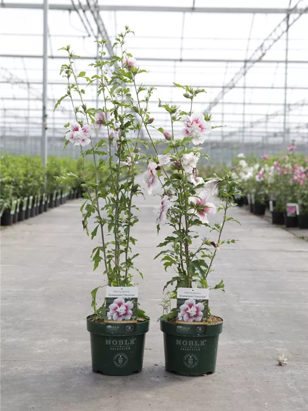 Hibiscus 'Starburst Chiffon'