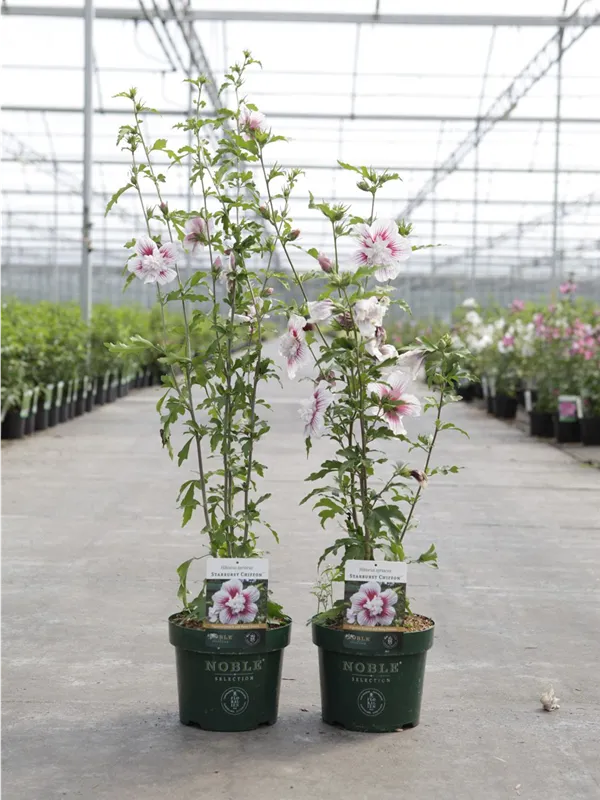 Hibiscus 'Starburst Chiffon'