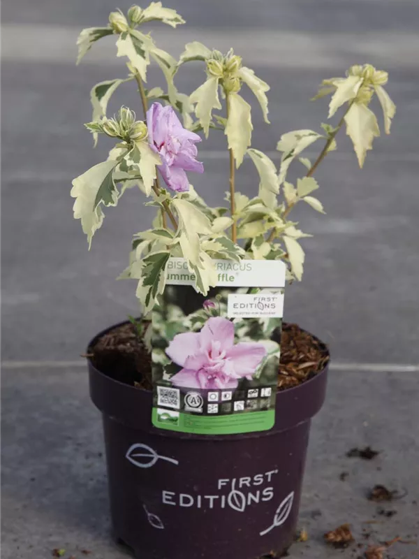 Hibiscus 'Summer Ruffle'