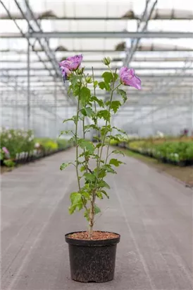 Eibisch-Hibiscus 'Rose Moon' - Hibiscus syriacus 'Rose Moon'