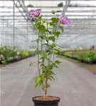 Eibisch-Hibiscus 'Rose Moon' - Hibiscus syriacus 'Rose Moon'