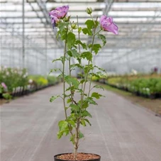 Hibiscus syriacus 'Rose Moon', C 5 50- 60