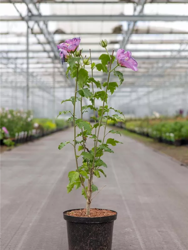 Eibisch-Hibiscus 'Rose Moon' - Hibiscus syriacus 'Rose Moon'