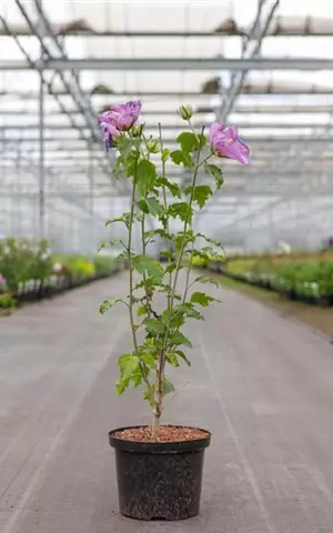 Hibiscus syriacus 'Rose Moon'