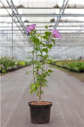 Eibisch-Hibiscus 'Rose Moon' - Hibiscus syriacus 'Rose Moon'