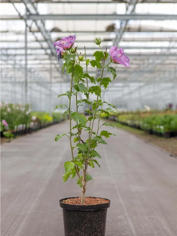 Eibisch-Hibiscus 'Rose Moon' - Hibiscus syriacus 'Rose Moon'