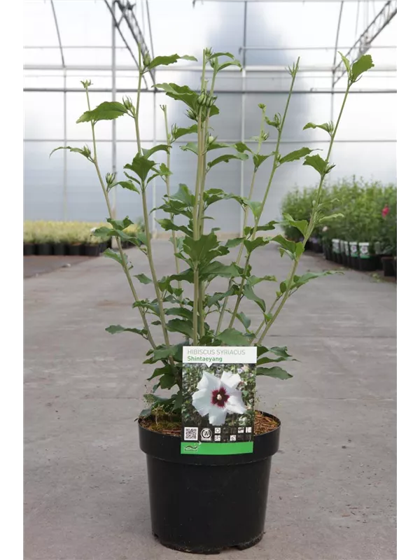 Hibiscus syriacus 'Shintaeyang'
