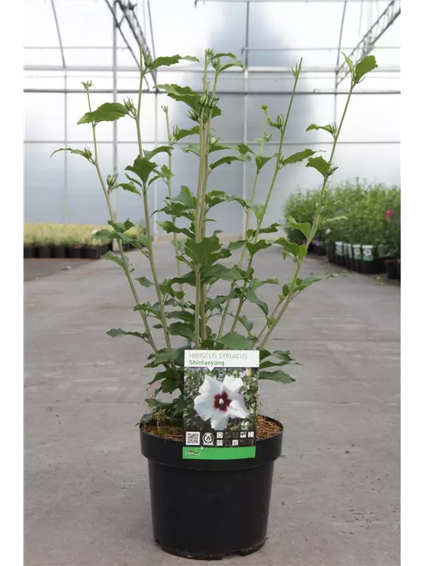 Hibiscus syriacus 'Shintaeyang'