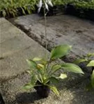 Graublättrige, gelbgrüne Garten-Funkie - Hosta fortunei 'Gold Standard'