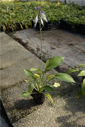 Graublättrige, gelbgrüne Garten-Funkie - Hosta fortunei 'Gold Standard'