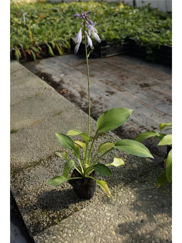 Graublättrige, gelbgrüne Garten-Funkie - Hosta fortunei 'Gold Standard'