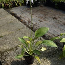 Hosta fortunei 'Gold Standard', P 0,5 