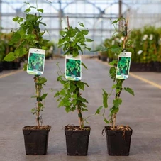 Humulus lupulus, P 1  Humulus lupulus, P 1