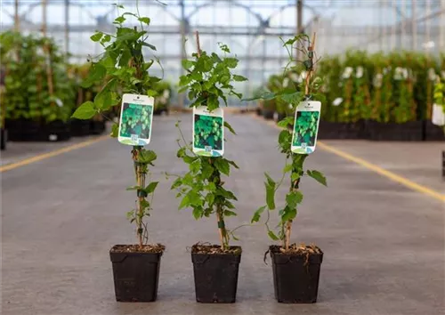 Wilder Hopfen - Humulus lupulus Wilder Hopfen - Humulus lupulus