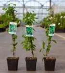 Wilder Hopfen - Humulus lupulus