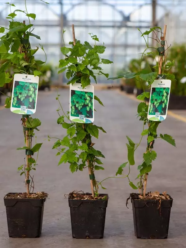 Wilder Hopfen - Humulus lupulus