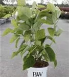 Ballhortensie 'Strong Annabelle' - Hydrangea arborescens 'Strong Annabelle'