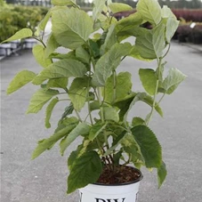 Hydrangea arborescens 'Strong Annabelle', C 3 