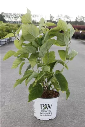 Ballhortensie 'Strong Annabelle' - Hydrangea arborescens 'Strong Annabelle'