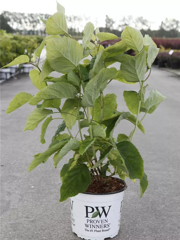 Ballhortensie 'Strong Annabelle' - Hydrangea arborescens 'Strong Annabelle'