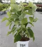 Ballhortensie 'Strong Annabelle' - Hydrangea arborescens 'Strong Annabelle'