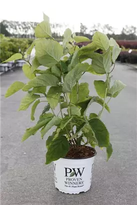 Ballhortensie 'Strong Annabelle' - Hydrangea arborescens 'Strong Annabelle'