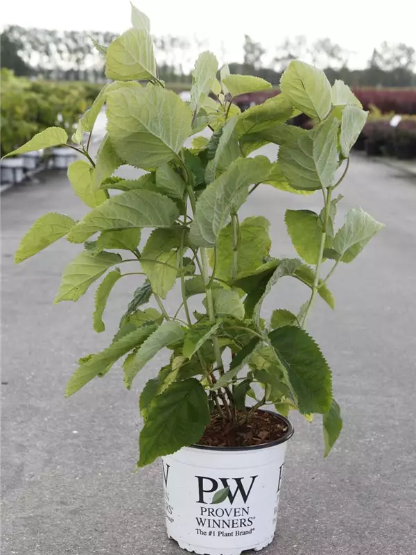 Ballhortensie 'Strong Annabelle' - Hydrangea arborescens 'Strong Annabelle'